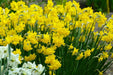 Mini Daffodil Quail,Bulbs, FRAGRANT FLOWERS - Caribbean garden seed