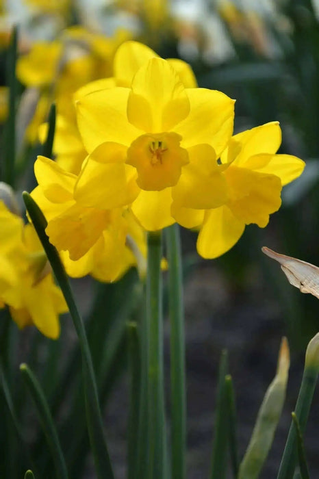 Mini Daffodil Quail,Bulbs, FRAGRANT FLOWERS - Caribbean garden seed