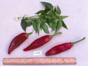 Mirasol pepper SEEDS, Capsicum annuum,-Organically Grown ! - Caribbean garden seed