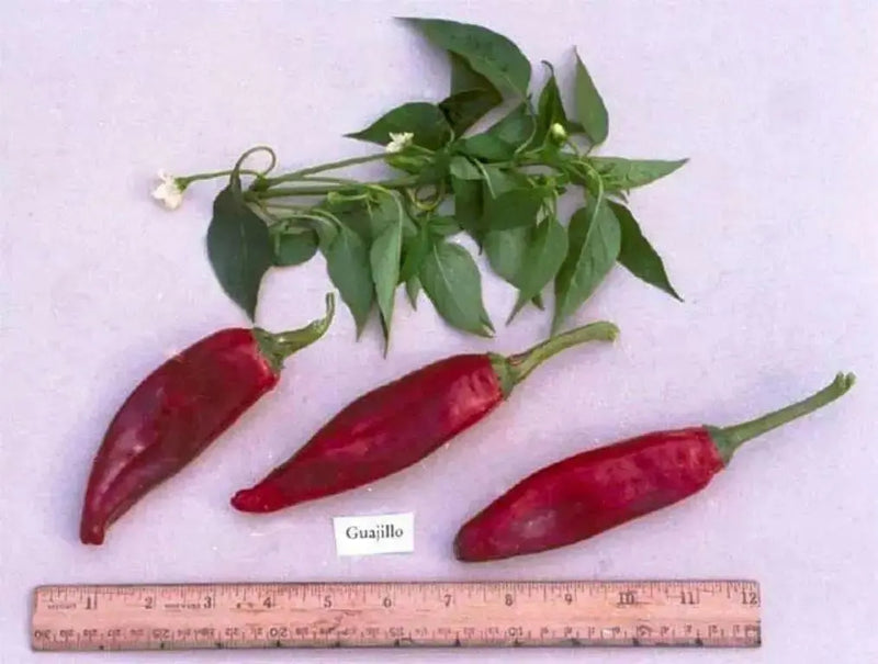 Mirasol pepper SEEDS, Capsicum annuum,-Organically Grown ! - Caribbean garden seed