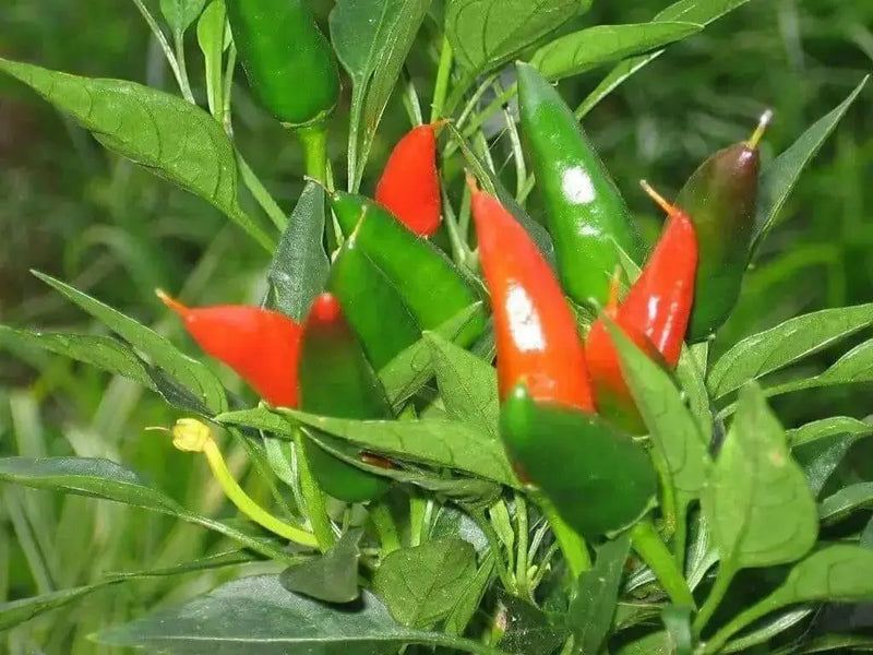 Mirasol pepper SEEDS, Capsicum annuum,-Organically Grown ! - Caribbean garden seed