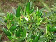 Mirasol pepper SEEDS, Capsicum annuum,-Organically Grown ! - Caribbean garden seed