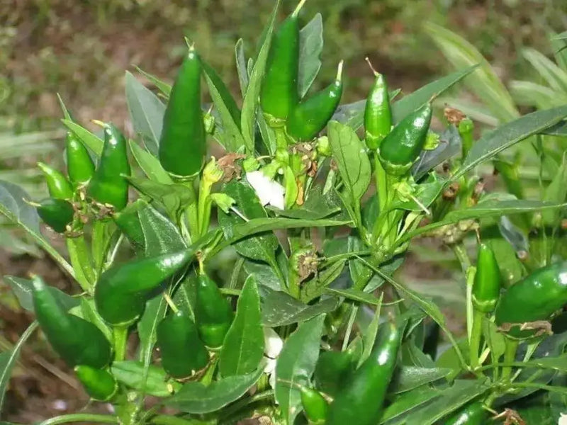 Mirasol pepper SEEDS, Capsicum annuum,-Organically Grown ! - Caribbean garden seed