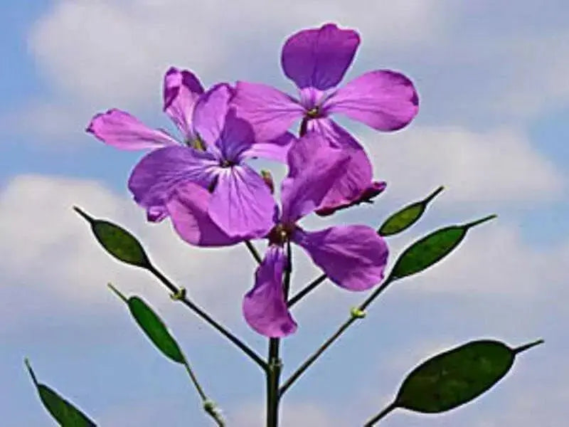 Money Plant Seeds, Lavender/Pink Flowers - Caribbean garden seed