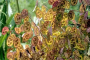 Money Plant Seeds, Lavender/Pink Flowers - Caribbean garden seed