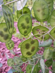 Money Plant Seeds, Lavender/Pink Flowers - Caribbean garden seed
