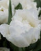 Mondial Double, Early spring Flower, Fall planting Tulip Bulbs - Caribbean garden seed