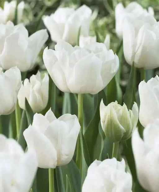 Mondial Double, Early spring Flower, Fall planting Tulip Bulbs - Caribbean garden seed