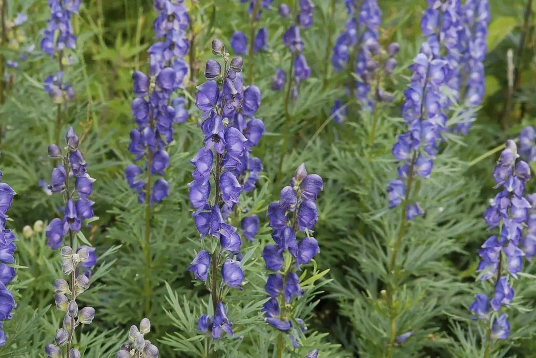 Monkshood Seeds,Aconitum Napellus - Caribbean garden seed