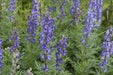 Monkshood Seeds,Aconitum Napellus - Caribbean garden seed