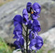 Monkshood Seeds,Aconitum Napellus - Caribbean garden seed