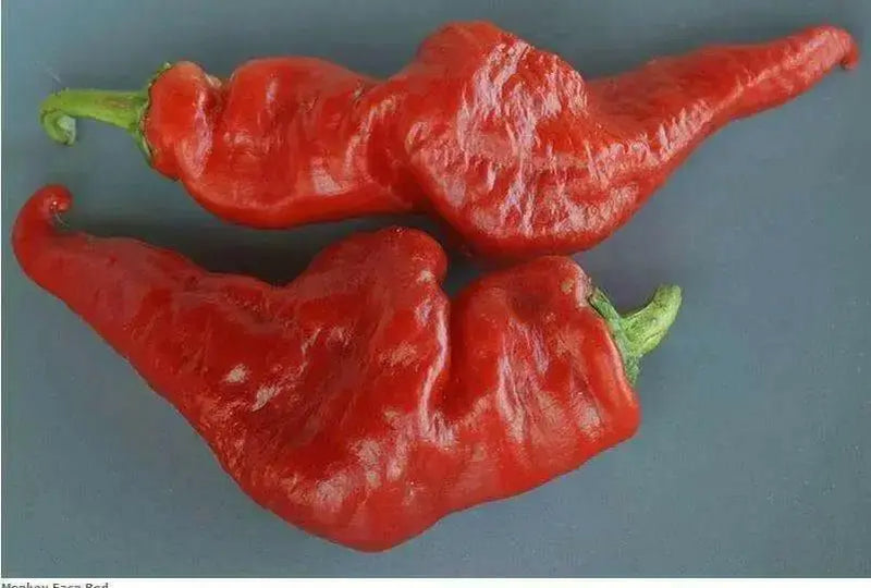 Monkey face Red, pepper - Caribbean garden seed