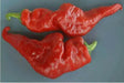 Monkey face Red, pepper - Caribbean garden seed