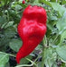Monkey face Red, pepper - Caribbean garden seed