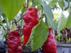 Monkey face Red, pepper - Caribbean garden seed
