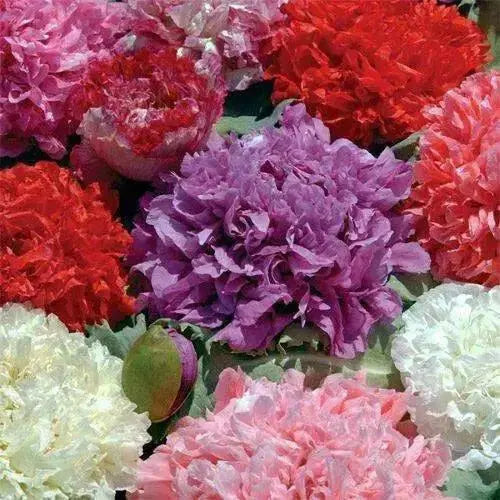 MIXED Peony Poppy Seeds - GIANT DOUBLE  FLOWERS ! - Caribbean garden seed