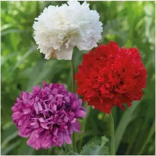 MIXED Peony Poppy Seeds - GIANT DOUBLE  FLOWERS ! - Caribbean garden seed