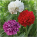MIXED Peony Poppy Seeds - GIANT DOUBLE  FLOWERS ! - Caribbean garden seed
