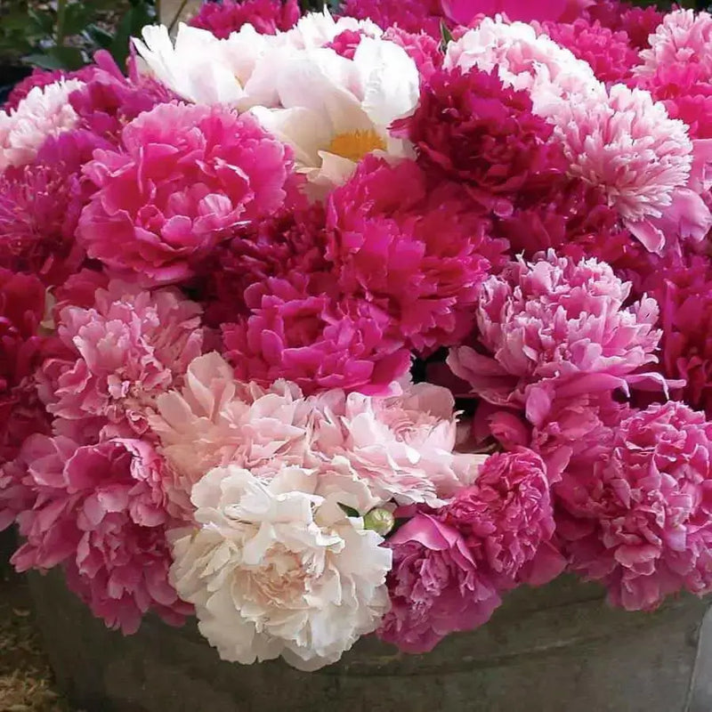 MIXED Peony Poppy Seeds - GIANT DOUBLE  FLOWERS ! - Caribbean garden seed