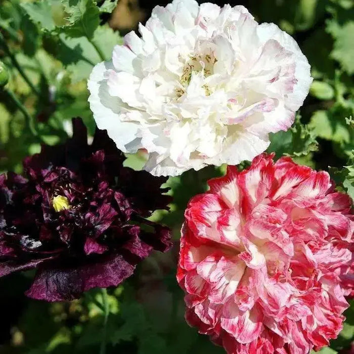 MIXED Peony Poppy Seeds - GIANT DOUBLE  FLOWERS ! - Caribbean garden seed