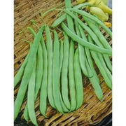 Missouri Wonder Pole Bean Seeds. ANNUAL VEGETABLE - Caribbean garden seed