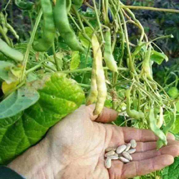 Missouri Wonder Pole Bean Seeds. ANNUAL VEGETABLE - Caribbean garden seed