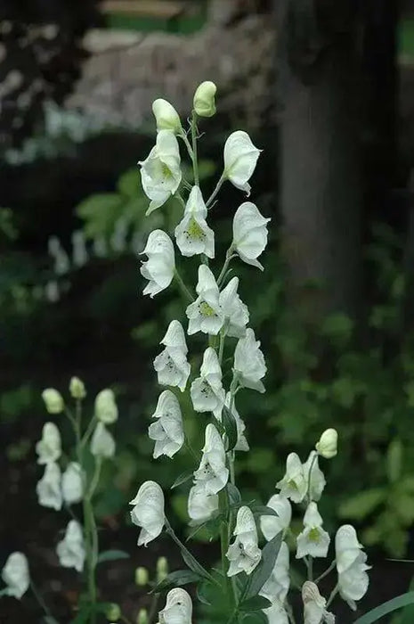 monkshood Seeds, White Flowers - Caribbean garden seed