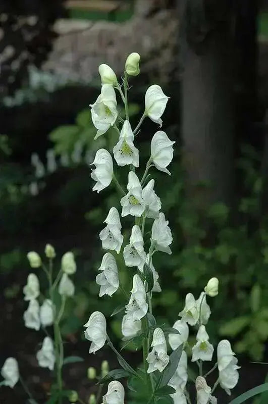 monkshood Seeds, White Flowers - Caribbean garden seed