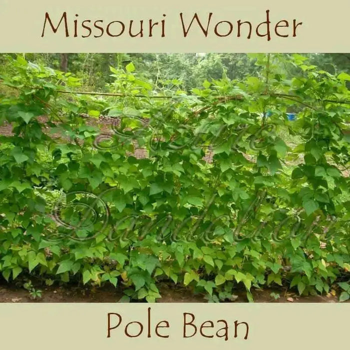 Missouri Wonder Pole Bean Seeds. ANNUAL VEGETABLE - Caribbean garden seed