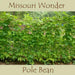 Missouri Wonder Pole Bean Seeds. ANNUAL VEGETABLE - Caribbean garden seed