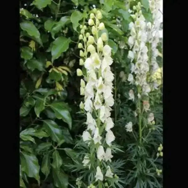 monkshood Seeds, White Flowers - Caribbean garden seed