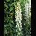 monkshood Seeds, White Flowers - Caribbean garden seed