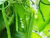 Missouri Wonder Pole Bean Seeds. ANNUAL VEGETABLE - Caribbean garden seed