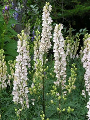 monkshood Seeds, White Flowers - Caribbean garden seed