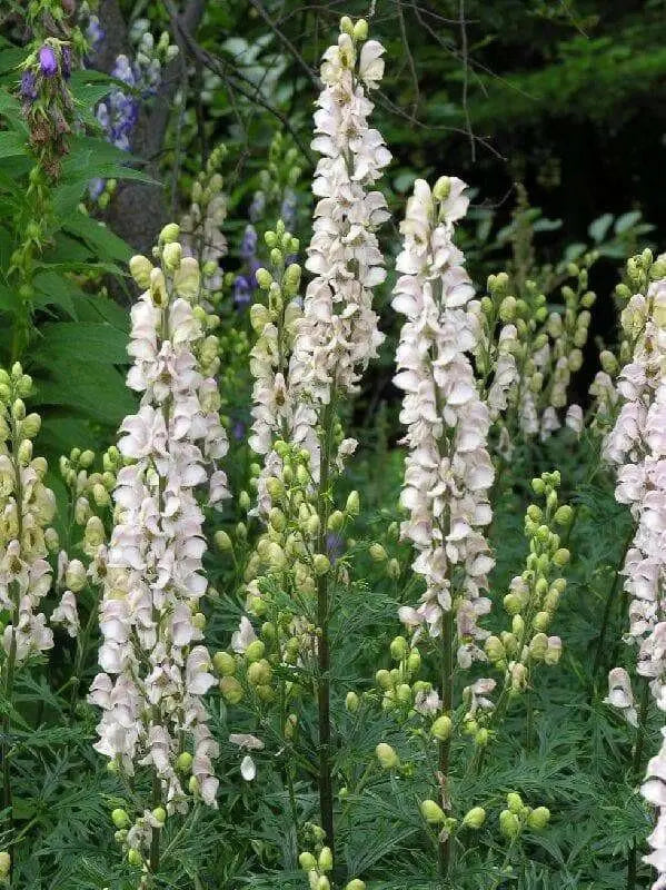 monkshood Seeds, White Flowers - Caribbean garden seed