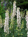 monkshood Seeds, White Flowers - Caribbean garden seed