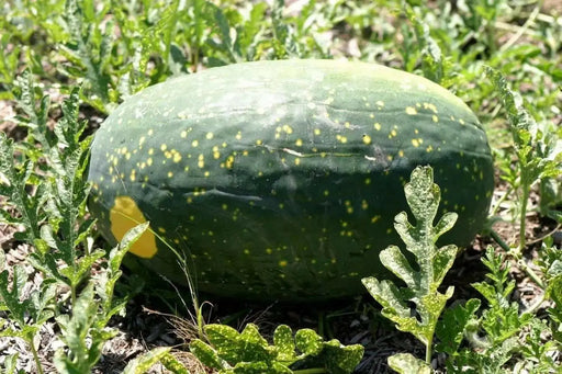 Moon & Stars-Yellow Watermelon seeds ,Certified Organic ,Non-GMO Heirloom - Caribbean garden seed