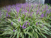 Monkey Grass Seed - Ornamental Grass, shade loving - Caribbean garden seed