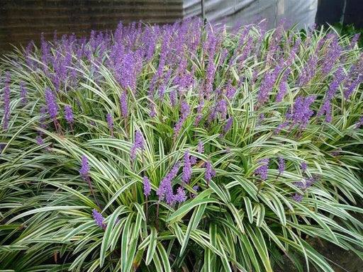 Monkey Grass Seed - Ornamental Grass, shade loving - Caribbean garden seed