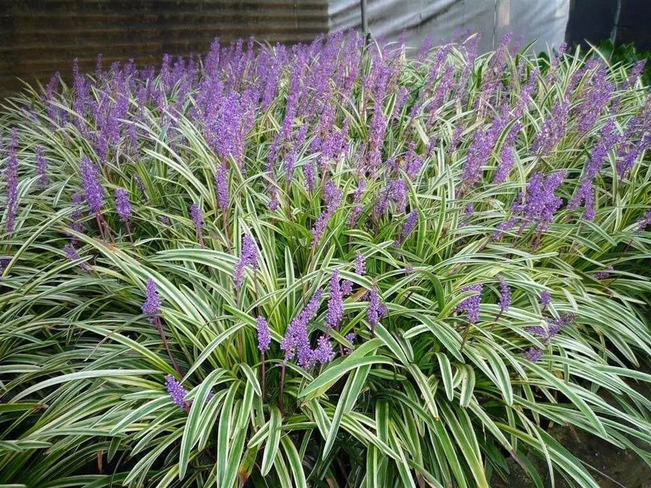 Monkey Grass Seed - Ornamental Grass, shade loving - Caribbean garden seed