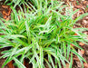 Monkey Grass Seed - Ornamental Grass, shade loving - Caribbean garden seed