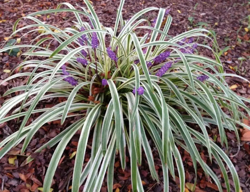 Monkey Grass Seed - Ornamental Grass, shade loving - Caribbean garden seed