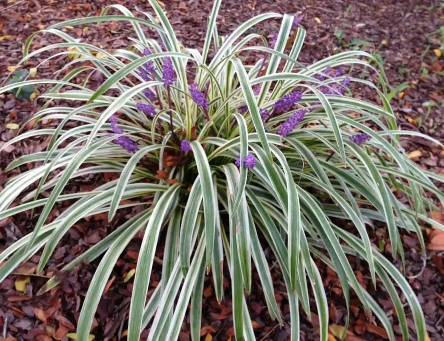 Monkey Grass Seed - Ornamental Grass, shade loving - Caribbean garden seed