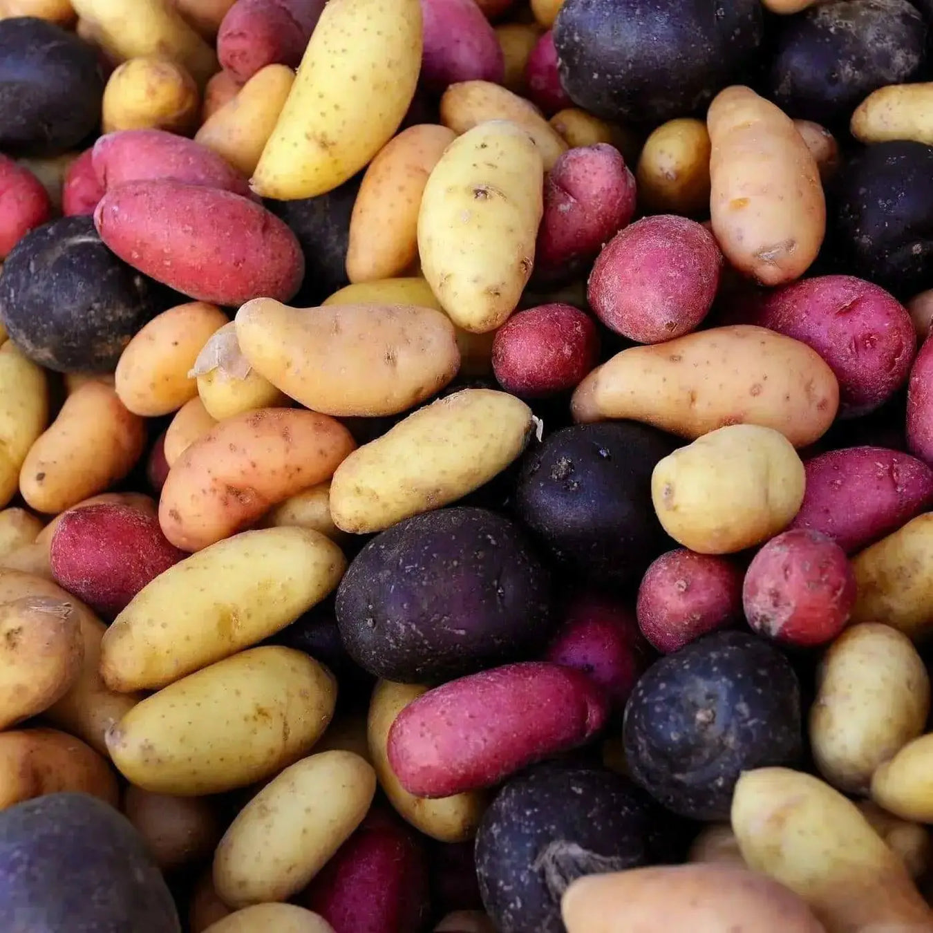 SPICIALITY POTATO