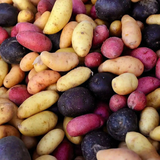 MIXED FINGERLING POTATO., fresh produce - Caribbean garden seed