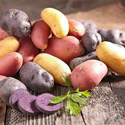 MIXED FINGERLING POTATO., fresh produce - Caribbean garden seed