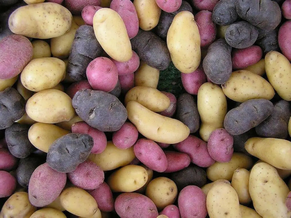 MIXED FINGERLING POTATO., fresh produce - Caribbean garden seed