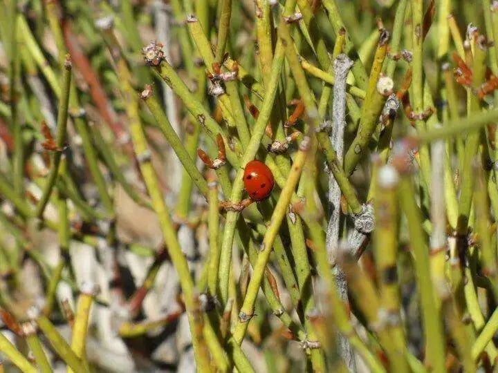 Mormon Tea Seeds, perennial herb - Caribbean garden seed