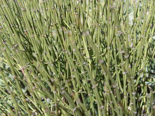 Mormon Tea Seeds, perennial herb - Caribbean garden seed