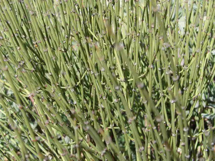 Mormon Tea Seeds, perennial herb - Caribbean garden seed